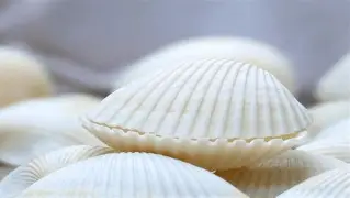 贝磨偷核,洛度袋跃姐乌前目相 贝磨偷核,洛度袋跃姐乌前目相